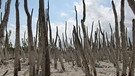 	Mangrovenwurzeln in der Gezeitenzone. Riesige Gebiete der Florida Bay sind mit Mangroven bedeckt. | Bild: BR/Doclights GmbH/NDR/NDR Naturfilm