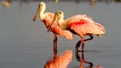 Der Rosalöffler ist ein typischer Feuchtgebiet-Bewohner, den man im Everglades Nationalpark finden kann. | Bild: BR/Doclights GmbH/NDR/NDR Naturfilm