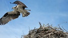 Fischadler gehören zu den Greifvögeln, die man in der Florida Bay und den Everglades beobachten kann. Sie bauen große Nester, die sie häufig mehrere Jahre nutzen. | Bild: BR/Doclights GmbH/NDR/NDR Naturfilm