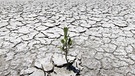 Das erste Leben in einer fremden Welt - Mangroven können in Brack- und Salzwasser überleben. | Bild: BR/Doclights GmbH/NDR/NDR Naturfilm