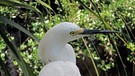 	Sie gewinnen mit Leichtigkeit den Everglades Schönheitswettbewerb - ein Schmuckreiher wartet auf Beute. | Bild: BR/Doclights GmbH/NDR/NDR Naturfilm