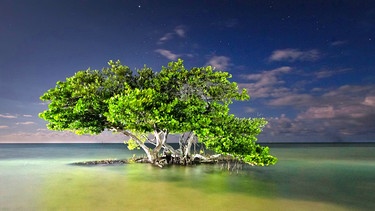 Der "Fluss aus Gras" ist zwar der bekannteste Teil der Everglades, aber das riesige Meeresgebiet, die Florida Bay, ist auch Teil des Nationalparks. | Bild: BR/Doclights GmbH/NDR/NDR Naturfilm