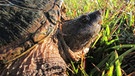 Schnappschildkröten haben die Fähigkeit entwickelt schmerzhaft zu beißen, da sie bei Gefahr nicht in der Lage sind sich in ihrem Panzer zu verstecken, wie andere Schildkröten. | Bild: BR/Doclights GmbH/NDR/NDR Naturfilm