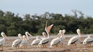 Die Everglades sind reiche Fischgründe für den Nashornpelikan. | Bild: BR/Doclights GmbH/NDR/NDR Naturfilm