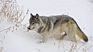 Durch seine hohe Anpassungsfähigkeit bewohnt der Wolf sogar die arktische Tundra und findet selbst im Winter Nahrung. | Bild: BR/doclights/NDR/NDR Naturfilm/Uwe Anders