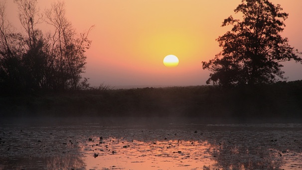 Naturlandschaft Donau | Bild: BR/Jürgen Eichinger