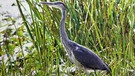 Naturlandschaft Donau: Graureiher | Bild: BR/Hubert Fischer