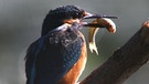 Naturlandschaft Donau: Eisvogel | Bild: BR/Hubert Fischer