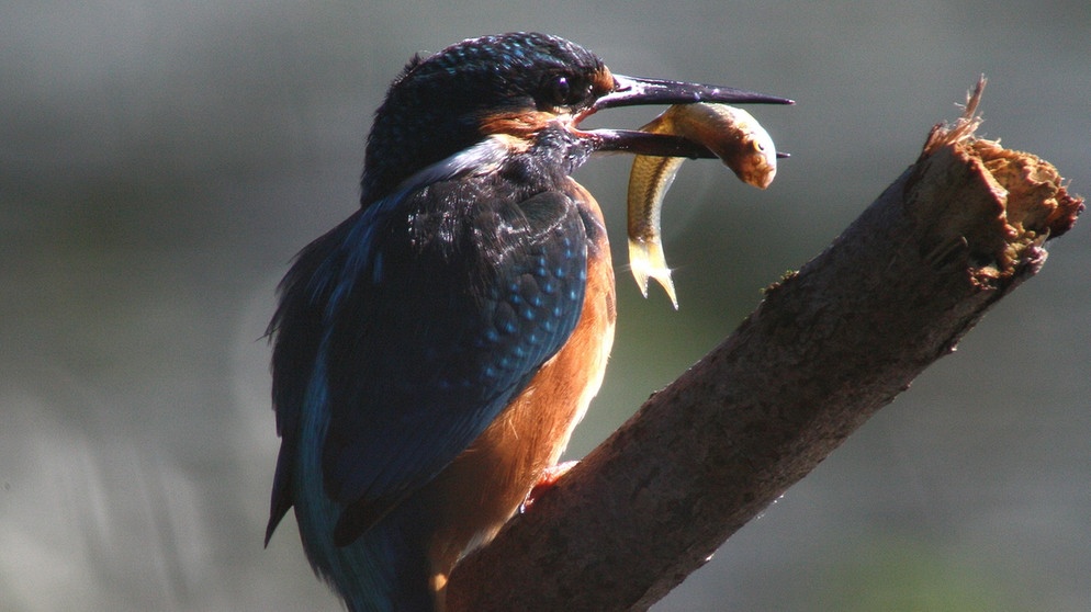 Naturlandschaft Donau: Eisvogel | Bild: BR/Hubert Fischer