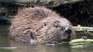 Naturlandschaft Donau: Biber | Bild: BR/Hubert Fischer