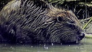 Naturlandschaft Donau: Biber | Bild: BR/Hubert Fischer