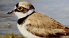 Naturlandschaft Donau: Flussregenpfeifer | Bild: BR/Hubert Fischer