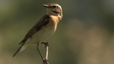 Braunkehlchen im "Grünen Band" | Bild: MDR/MDR/Uwe Müller