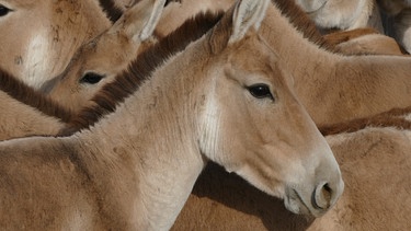 30 Kulane aus dem Altan Emel Nationalpark sollen in die kasachische Torgai-Steppe umgesiedelt werden, um dort eine neue Population aufzubauen. | Bild: BR/Medienkontor/Markus Schmidbauer