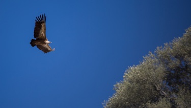 Gänsegeier im Flug | Bild: BR