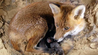 Fuchsfamilie | Bild: nautilusfilm