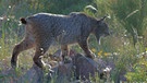 Iberischer Pardelluchs (Weibchen) | Bild: Bernhard Rübe