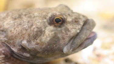 Auch die Koppe braucht sauberes und sauerstoffreiches Wasser. | Bild: Oliver Born