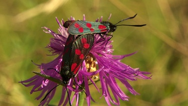 Natur in München: Blutströpfchen  | Bild: BR/Wild on Screen Filmproduktion