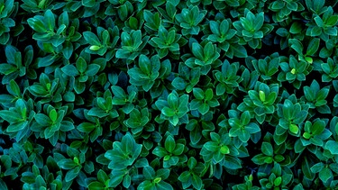 Ein Busch mit grünen Blättern. | Bild: stock.adobe.com/eakarat