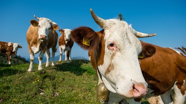 ARCHIV - 01.08.2018, Bayern, Hausham: Kühe stehen auf einer Weide. Seit Kühe in Österreich eine Wanderin tottrampelten herrscht Kuh-Alarm auf den Almwiesen.  (zu dpa: «Nach tödlicher Kuh-Attacke: Landwirt muss nicht zahlen») Foto: Lino Mirgeler/dpa +++ dpa-Bildfunk +++ | Bild: dpa-Bildfunk/Lino Mirgeler