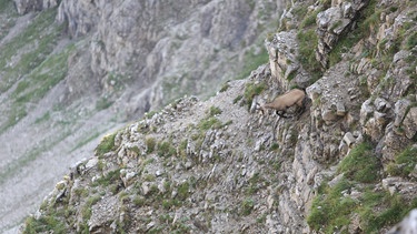 Ein Geißbock im Gebirge.  | Bild: BR/Max Hofstetter