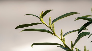 Die Lorbeerkirsche steht auf der Schwarzen Liste invasiver Arten und sollte nicht angepflanzt werden. Bild: Zweig einer Lorbeerkirsche. | Bild: BR/Raphael Kast