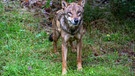 PRODUKTION - 10.09.2024, Bayern, Lindberg: Ein Jungwolf steht im Gehege des Nationalparkzentrums Falkenstein. (zu dpa: «Landesamt registriert 46 Wolfsangriffe auf Nutztiere») Foto: Armin Weigel/dpa +++ dpa-Bildfunk +++ | Bild: dpa-Bildfunk/Armin Weigel