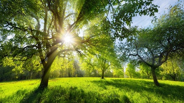 Wunderschöne, sonnige Landschaft mit Bäumen auf einer Wiese. | Bild: stock.adobe.com/Smileus