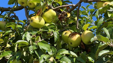 Früchte am Baum | Bild: Picture alliance/dpa