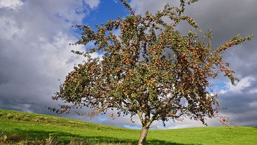 Einzelner Apfelbaum voller Äpfel | Bild: Picture alliance/dpa