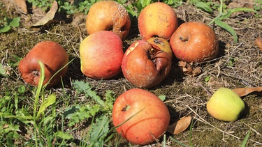 Äpfel am Boden | Bild: Picture alliance/dpa