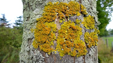 Gelbflechte an Baum | Bild: Picture Aliance/dpa