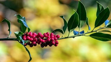 Stechpalme in Herbstfarben | Bild: Picture alliance/dpa