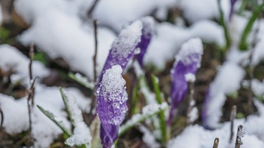 Lila Krokusse ragen im Schnee | Bild: Picture alliance/dpa