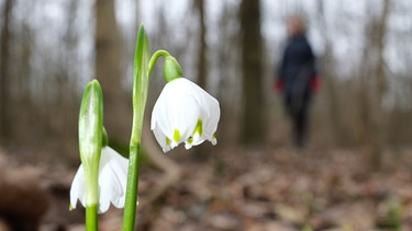 Weisse Blüten | Bild: Picture alliance/dpa