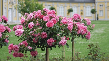 Rosa blühende Stammrosen | Bild: Picture alliance/dpa