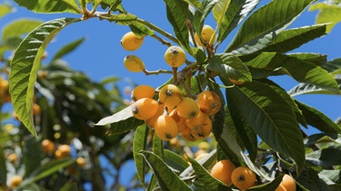 Gelbe Früchte zwischen grünen Blättern | Bild: Picture alliance/dpa