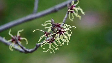 Blüte der Zaubernuss | Bild: picture alliance/dpa