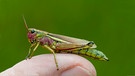 Eine Sumpfschrecke (Mecostethus grossus) sitzt auf einer Fingerspitze. | Bild: picture alliance / imageBROKER | Georg Stelzner