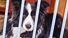 Ein Border Collie liegt in einem Hundezwinger hinter einem Gitter. | Bild: picture alliance/dpa/dpa-Zentralbild | Patrick Pleul