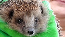 Ein Igel wird in einer ehrenamtlichen Igelauffangstation aufgepäppelt. | Bild: BR