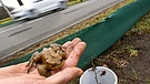 In Schwaben beginnt die Krötenwanderzeit. Freiwillige vom LBV bauen in Hagenheim bei Landsberg einen Krötenschutzzaun. | Bild: picture alliance / Holger Hollemann