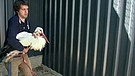 Ein Storch wird zum Tierarzt gebracht in der Vogelauffangstation Regenstauf | Bild: BR