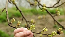 Blüten am Obstbaum | Bild: BR