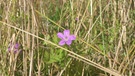 Sommer in Schwaben | Bild: BR