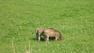 Sommer in Schwaben | Bild: BR