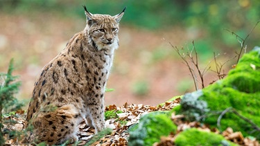 Luchs im Wald | Bild: picture-alliance/dpa