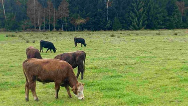 Rinder auf einer Moorfläche | Bild: BR