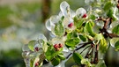 Um empfindliche Blüten vor Frost zu schützen, werden sie im Frühling vor den eintretenden Minusgraden gezielt bewässert. So gefriert eine Eisschicht um die Blüte. Durch die sogenannte Erstarrungswärme bleibe die Blüte dann vor Frostschäden geschützt. | Bild: picture alliance / Bildagentur-online/McPhoto-Waldk